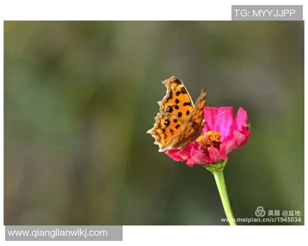 张伟的排球人生深度对话:从青涩少年到世界冠军的心路历程 张伟的排球人生深度对话:从青涩少年到世界冠军的心路历程